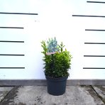 Bršlen japonský (Euonymus japonicus)  ‘MICROPHYLLUS PULCHELLUS’ - výška 20-30 cm, kont.C2L